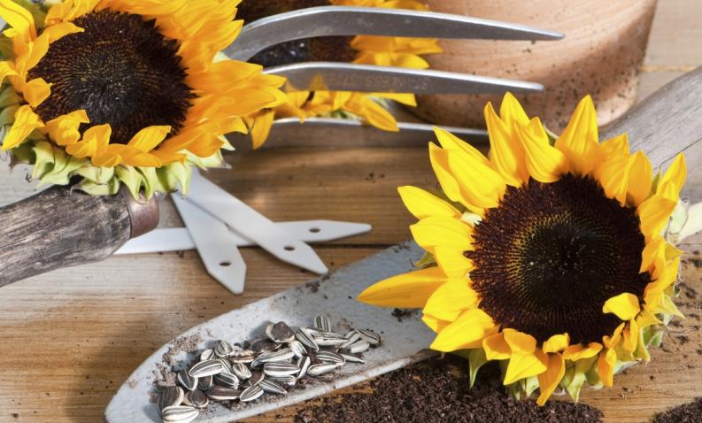 Cómo cultivar girasoles en casa paso a paso