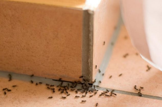 Accesible T No se mueve 7 repelentes caseros para eliminar hormigas de la cocina | Cocina Vital