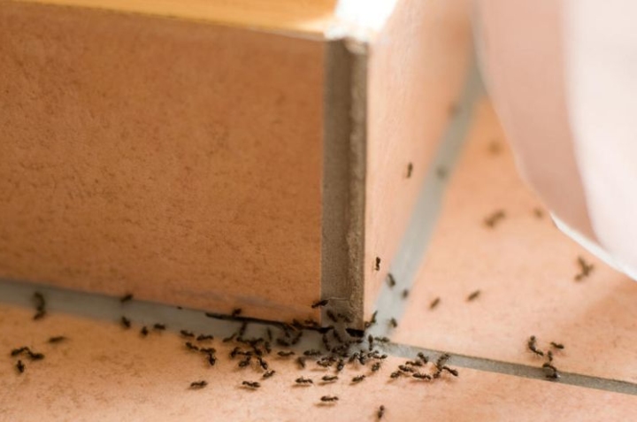 como eliminar hormigas de la cocina