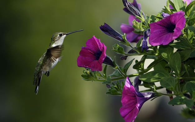 plantas y flores para colibries