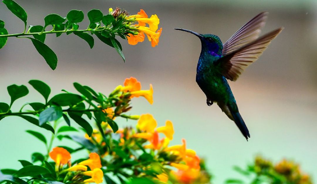 flores para colibries