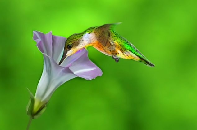 7 flores que debes tener en tu jardín para alimentar colibríes