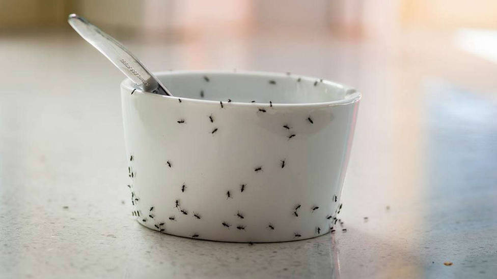 platos con hormigas