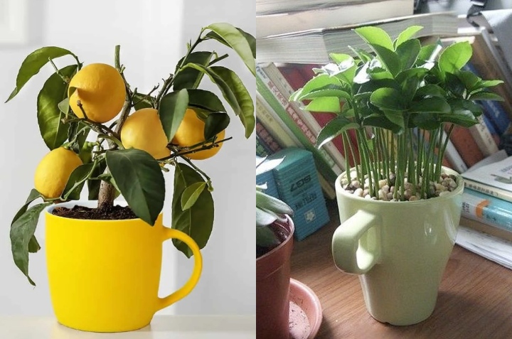 cómo plantar limón en taza