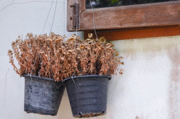 4 errores al cuidar plantas que debes evitar para no matarlas