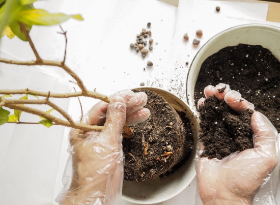 errores al cuidar plantas