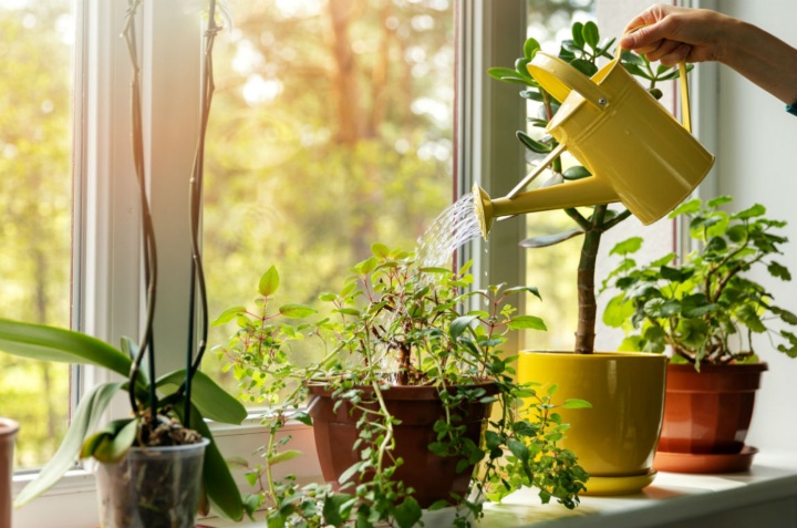 mucha agua en las plantas