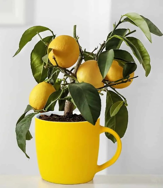 cómo plantar limón en taza