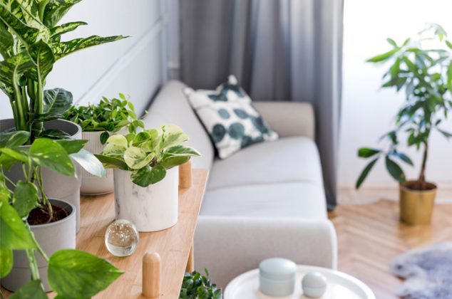 Plantas de sombra que ayudarán a decorar tu casa
