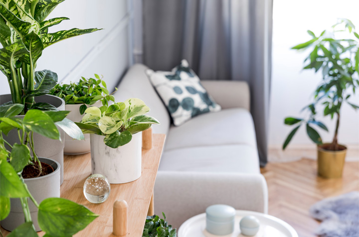 plantas para decorar tu casa