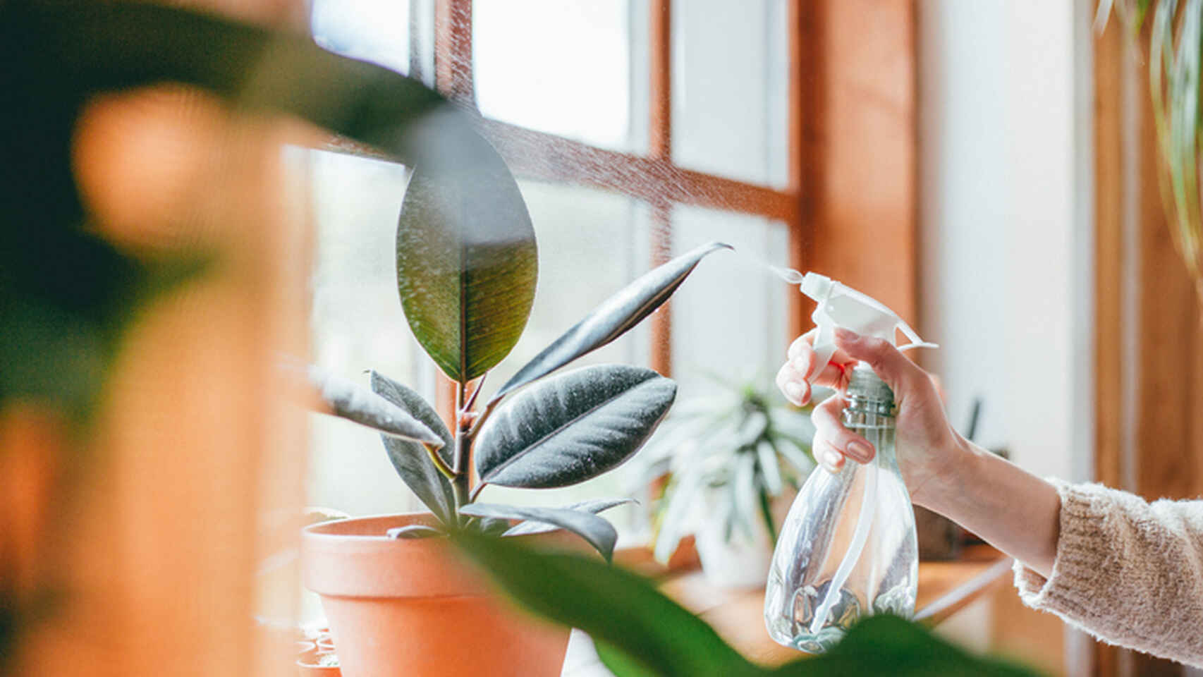 usos del vinagre para plantas 