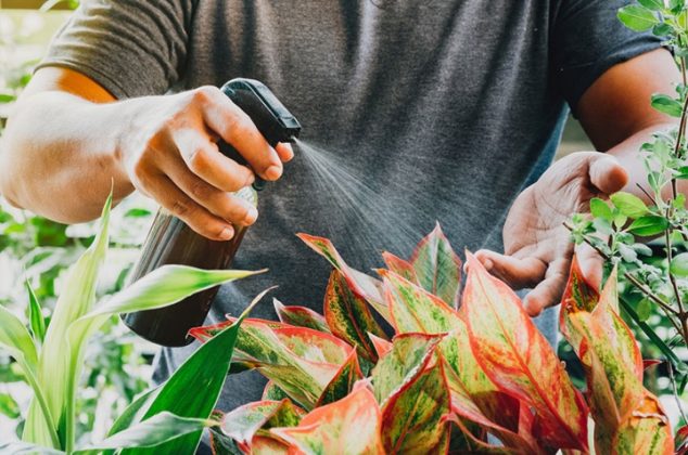 7 beneficios y usos del vinagre para cuidar tus plantas