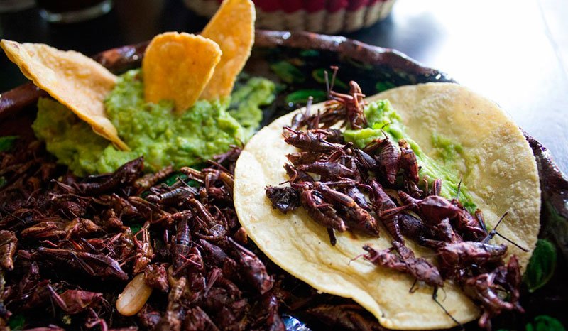 porque comer chapulines 