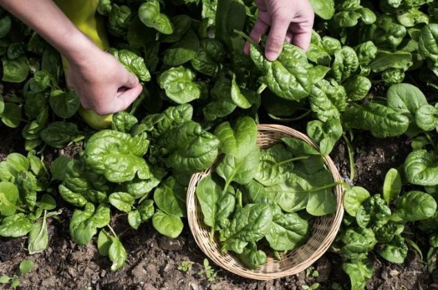 Aprende cómo cultivar espinacas en casa o en maceta