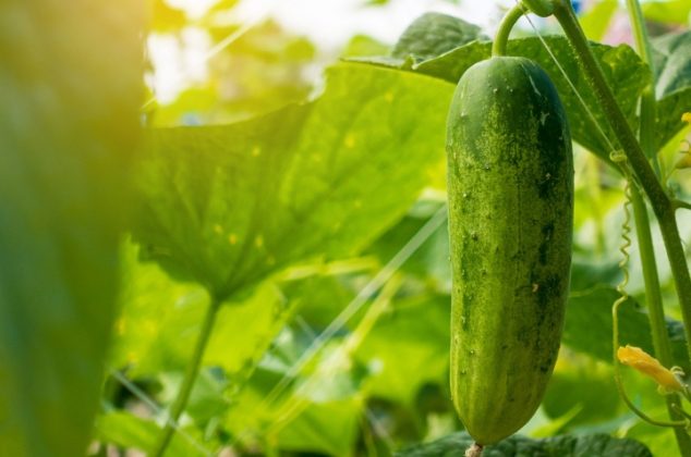 Cómo cultivar pepino en maceta ¡En 5 pasos!