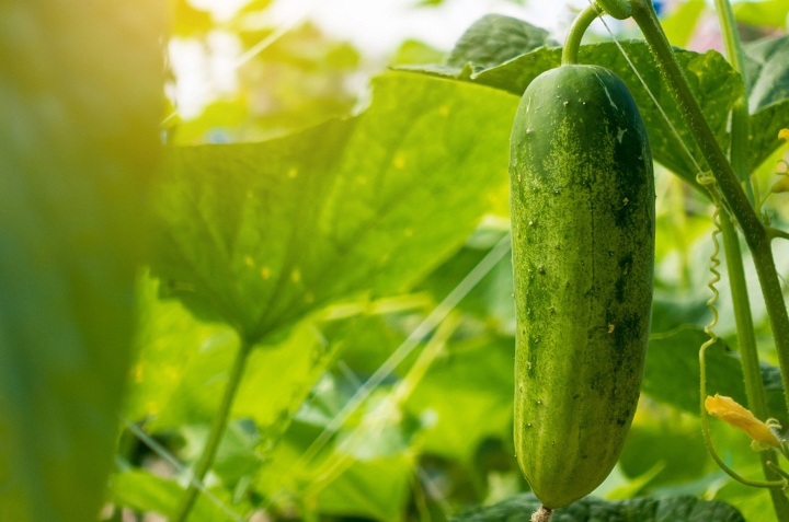 Cómo cultivar pepino en casa