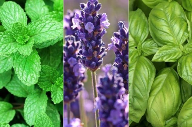 7 plantas y hierbas aromáticas para que tu hogar huela fresco y natural