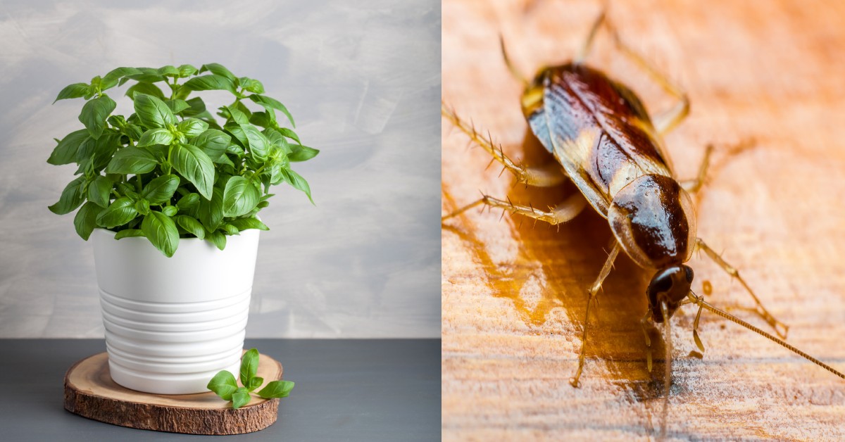 plantas para ahuyentar cucarachas