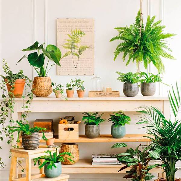 plantas para proteger la casa