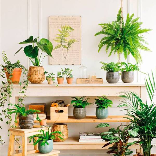 plantas para proteger la casa 