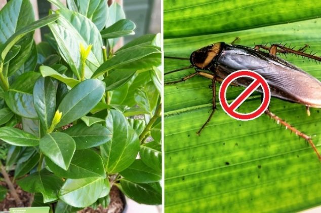 5 efectivas plantas para eliminar cucarachas de tu hogar