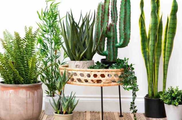 8 plantas mágicas para proteger tu casa de envidias, malas vibras y energías