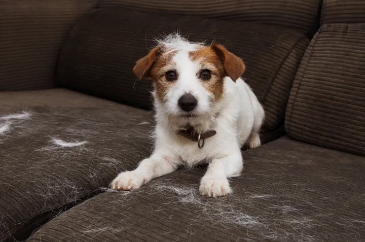 como quitar pelos de perro de la ropa