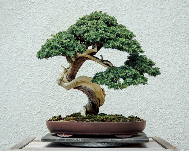 bonsai plantas mala suerte