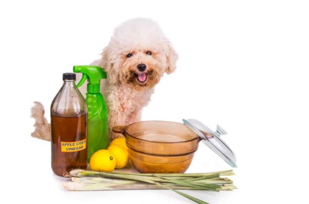 Dile adiós al olor a orina de perro del patio y casa con este truco