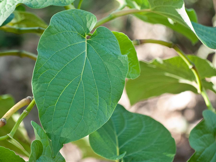 como cultivar hoja santa