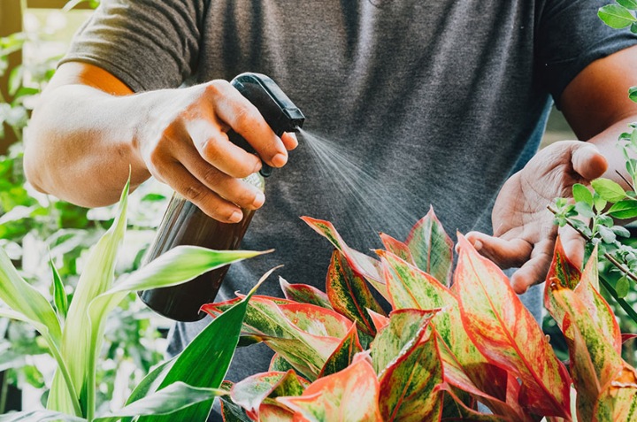 fertilizantes naturales para plantas 