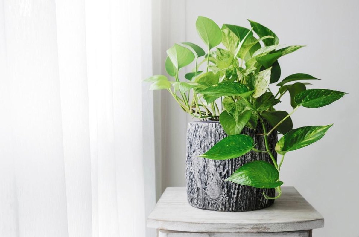 Las mejores plantas para tener en el baño y decorarlo 2