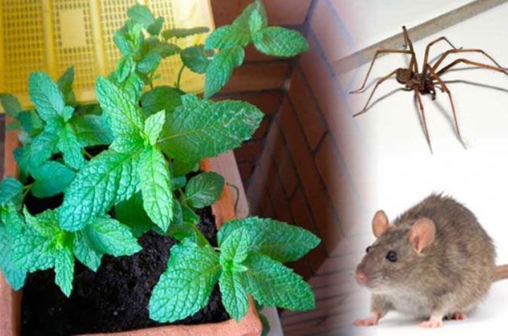 plantas para ahuyentar ratones