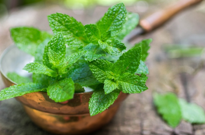 plantas para ahuyentar ratones