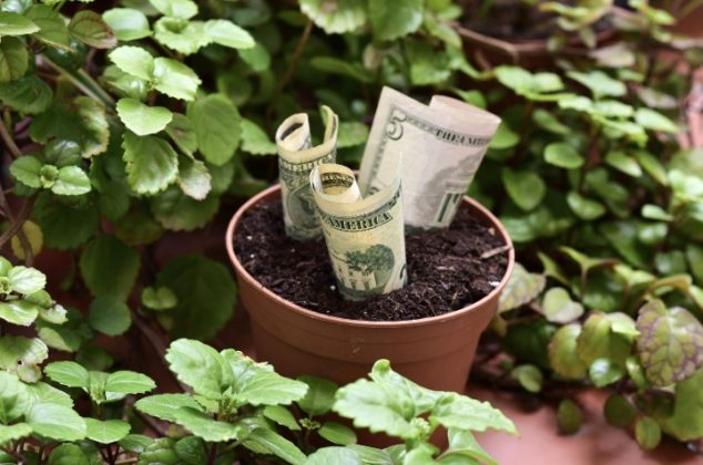 Hierbas mágicas que puedes cultivar en casa para que el dinero fluya