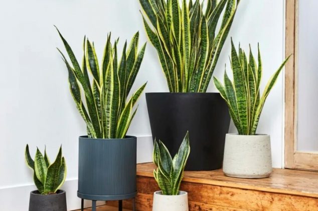 8 plantas que eliminan la humedad y el moho de la casa
