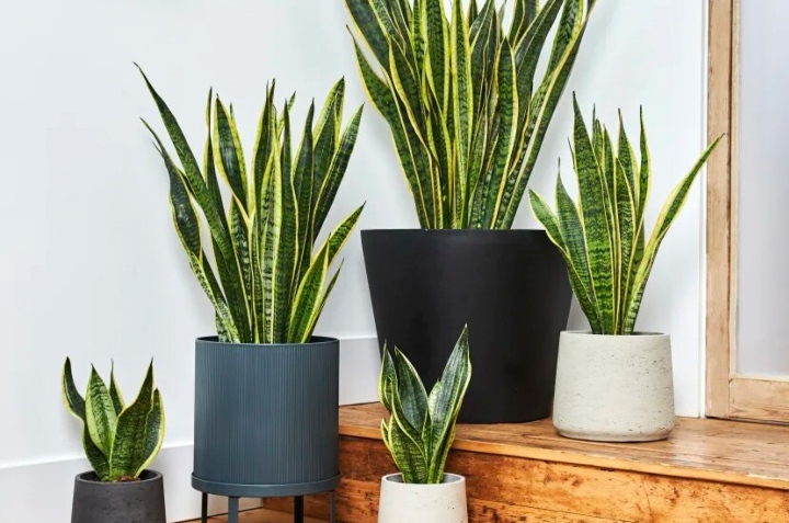 plantas que eliminan la humedad