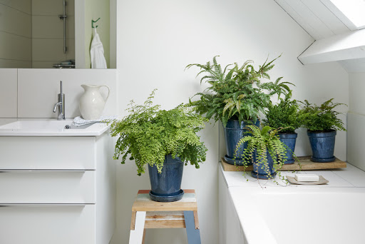 Las mejores plantas para tener en el baño y decorarlo 4