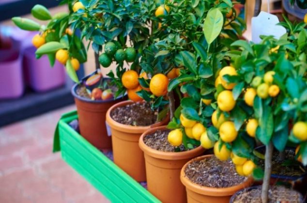 5 deliciosas frutas que puedes cultivar en macetas