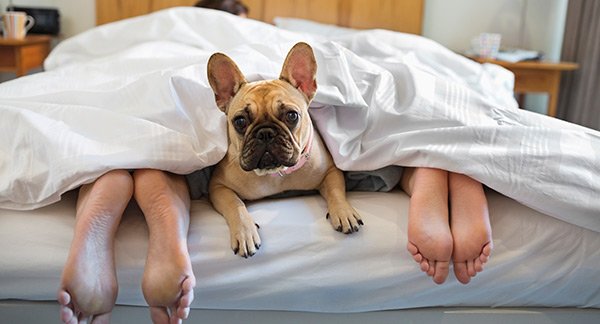 es bueno dormir con el perro en la cama 