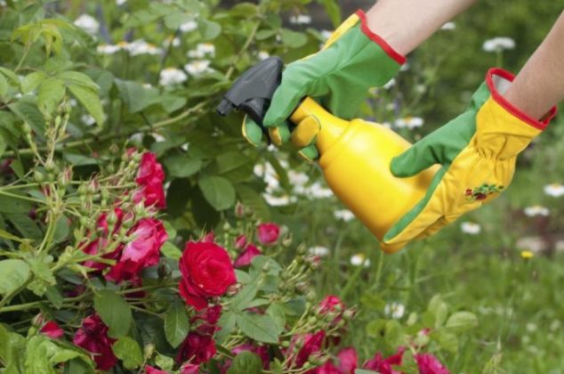 Cómo hacer fertilizante líquido casero para plantas