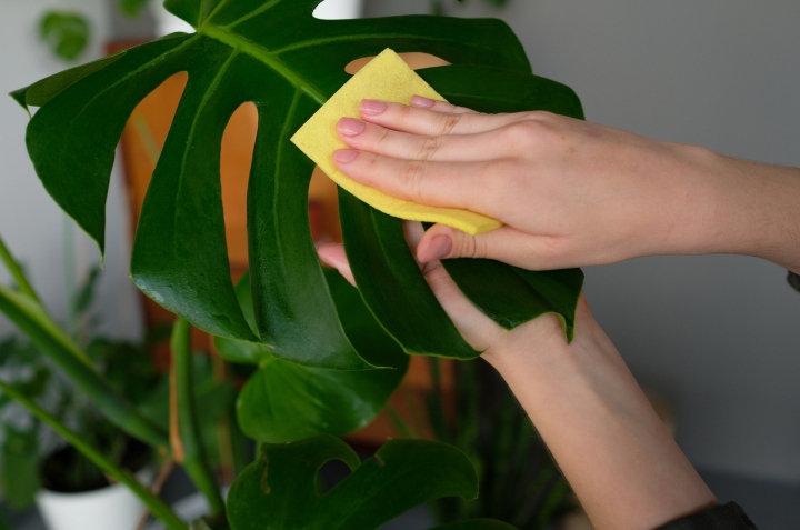 Abrillantador casero para plantas
