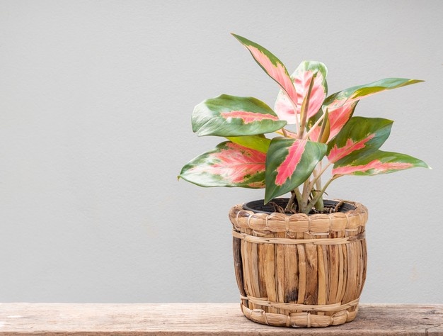 plantas de sombra purificadores de aire 