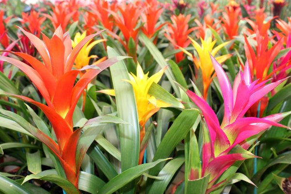 plantas que quitan malos olores