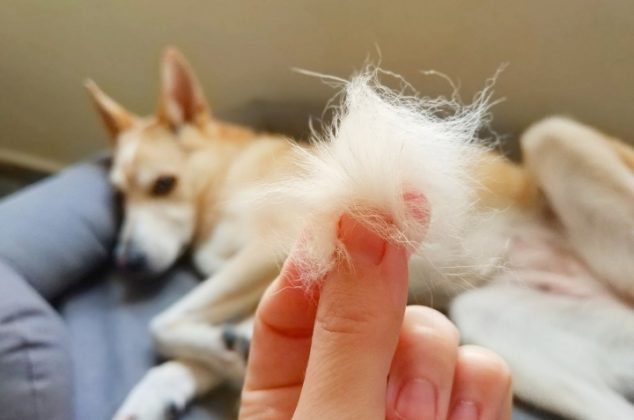 Truco con ligas para eliminar pelos de perro de muebles y pisos