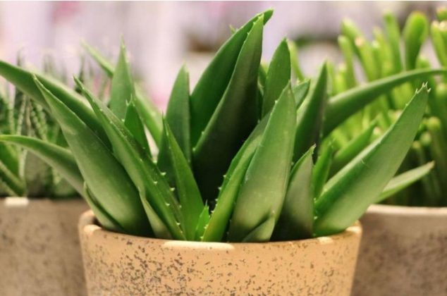 Cómo reproducir aloe vera o sábila solo con una hoja