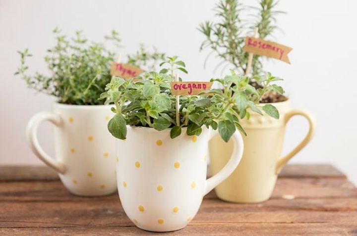 cultivar hierbabuena en una taza