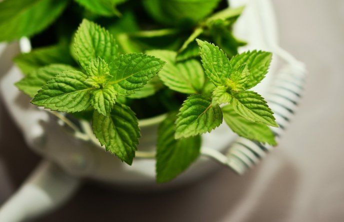 cultivar hierbabuena en una taza 