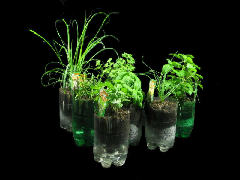 cultivar plantas en botella de plástico