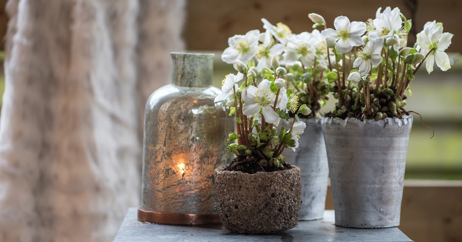 plantas de sombra que no necesitan luz solar